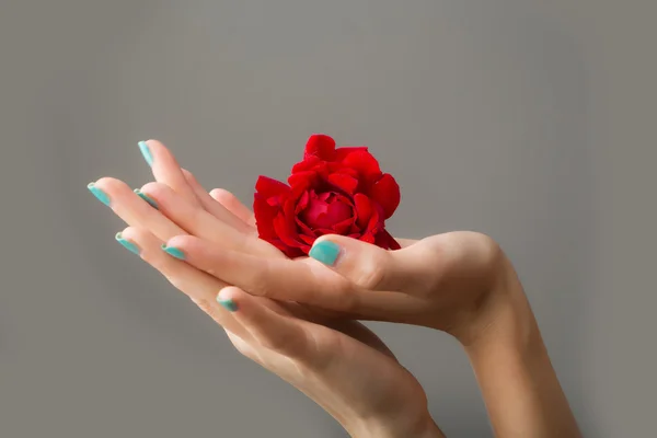 Kırmızı güllü kadın elleri — Stok fotoğraf