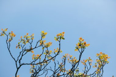 Sarı yapraklı ağaç dalları