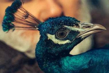 Tavus kuşu ile sakallı adam