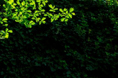 Yeşil ağaçların dallarında