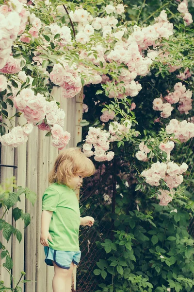 バラの茂みの近くの木の椅子に小さな男の子 — ストック写真