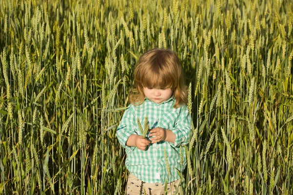 Kleine jongen in de groene weide van spikelets gras — Stockfoto