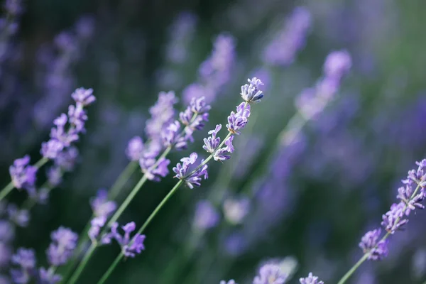 Fleurs fleuries de lavande — Photo