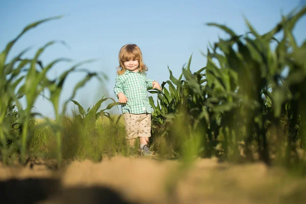 Liten pojke i grönt fält av majs eller majs — Stockfoto