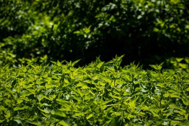 Isırgan otu genç bitkiler