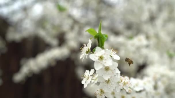 Közelről véve bee gyűjt nektár és a virágpor a fehér, virágzó cseresznyefa ága. Fehér virágok, a cseresznye virágok, a tavasz a kertben — Stock videók