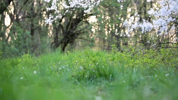 Fechar campo de grama verde com fundo do parque, Primavera e verão — Vídeo de Stock