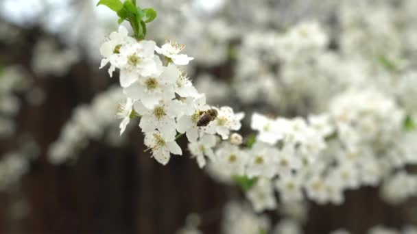 Bal arısı kiraz çiçeğinden polen topluyor. — Stok video