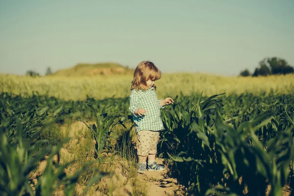 Маленький мальчик в зеленом поле кукурузы или кукурузы — стоковое фото