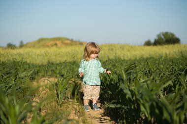 Yeşil mısır tarlasında küçük bir çocuk ya da mısır