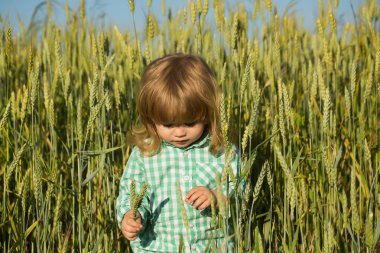 spikelets çim yeşil alan küçük çocuk