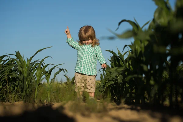 Маленький мальчик в зеленом поле кукурузы или кукурузы — стоковое фото