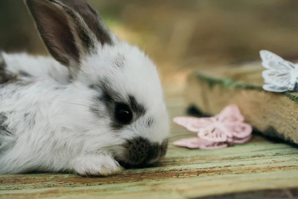 Cute little bunny rabbit — Stock Photo, Image