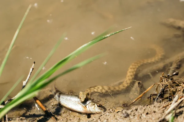 Capturas de cobras e mordidas de peixe — Fotografia de Stock