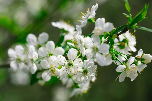 Weiße Blumen in Blüten — Stockfoto