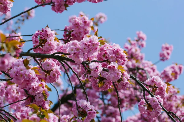 Pink flowers in blossom — Stock Photo, Image