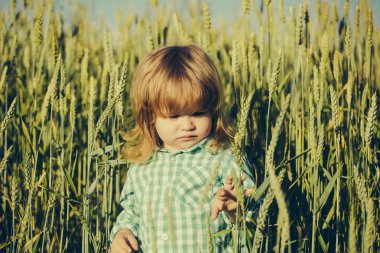 spikelets çim yeşil alan küçük çocuk