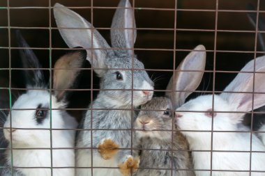 Sevimli tavşan kafes içinde