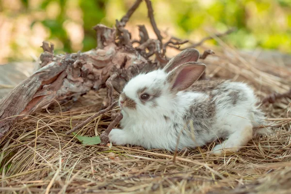 Lapin mignon et racines exposées — Photo