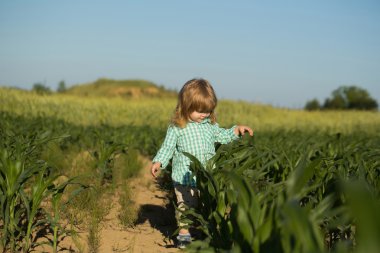 Yeşil mısır tarlasında küçük bir çocuk ya da mısır
