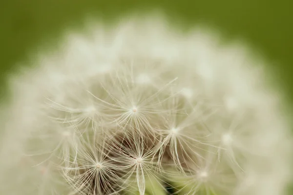 Beyaz Karahindiba çiçeği — Stok fotoğraf