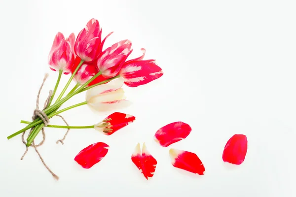红色郁金香，白色背景 — 图库照片