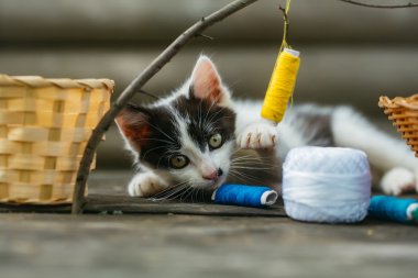 dal iş parçacığında ile oynarken küçük yavru kedi