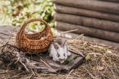 tavşan ya da saman üzerinde sepet ile tavşan