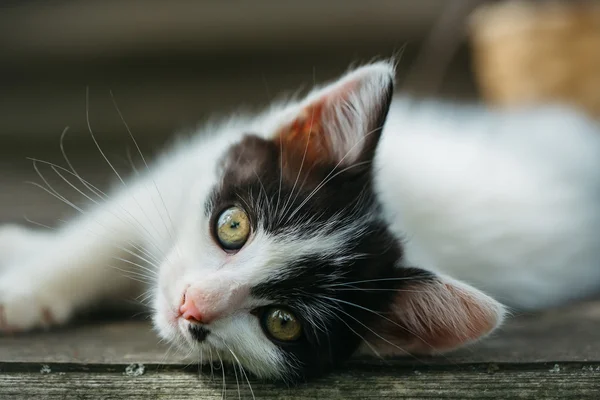Χαριτωμένο μικρό γατάκι εξωτερική — Φωτογραφία Αρχείου
