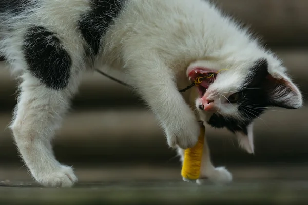 Roztomilé malé kotě hraní s vláknem — Stock fotografie