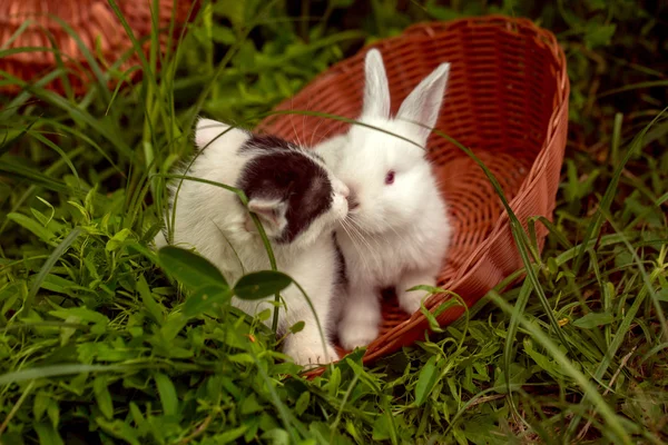 Domestic rabbit and kitten — Stock Photo, Image
