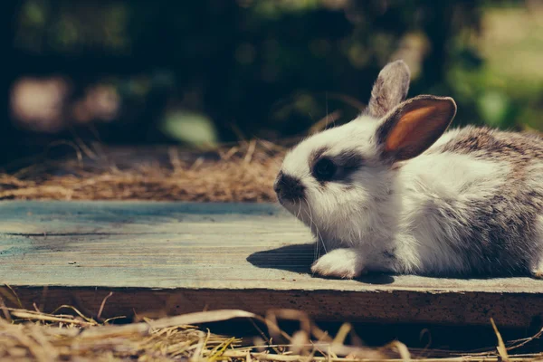 Kaninchen oder Hase auf Holzbrett — Stockfoto