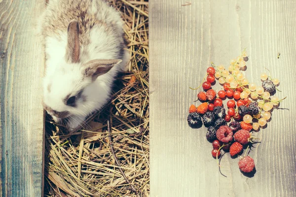 토끼 또는 토끼와 야생 딸기 — 스톡 사진