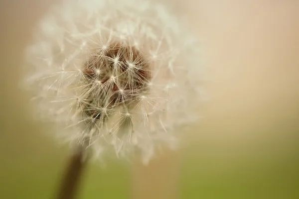 Beyaz Karahindiba çiçeği — Stok fotoğraf