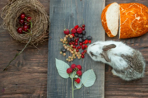 토끼 또는 토끼와 야생 딸기 — 스톡 사진