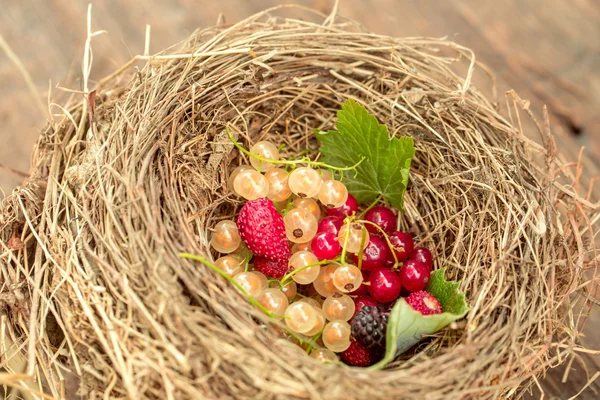 Wild berries in straw nest — 图库照片