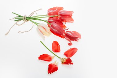 Beyaz arkaplanda kırmızı lale izole edildi