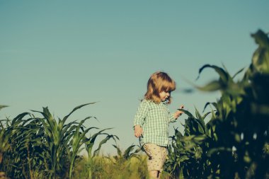 Yeşil mısır tarlasında küçük bir çocuk ya da mısır