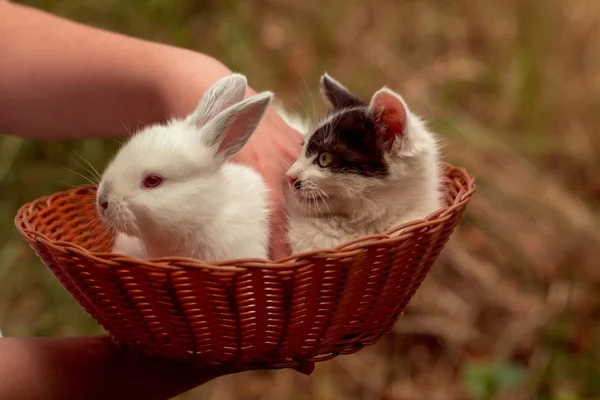 Liten söt kanin och kattunge — Stockfoto