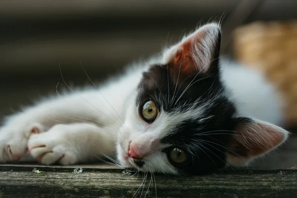 Sevimli küçük yavru kedi açık — Stok fotoğraf