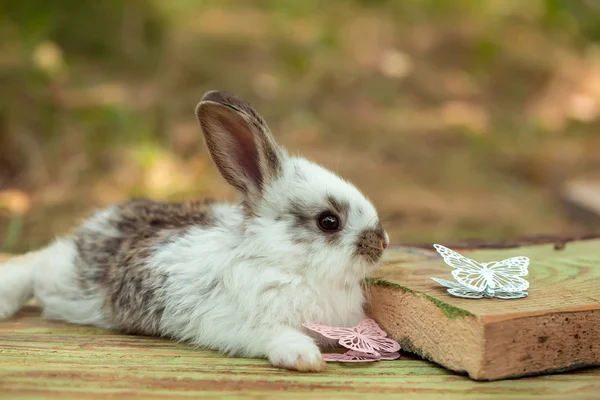 かわいいウサギのウサギ — ストック写真