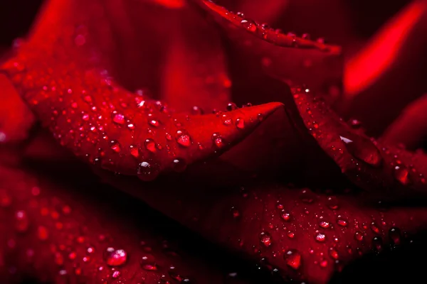 赤いバラと水滴が — ストック写真