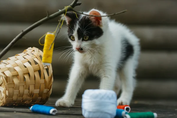 Kleines Kätzchen spielt mit Faden auf Zweig — Stockfoto
