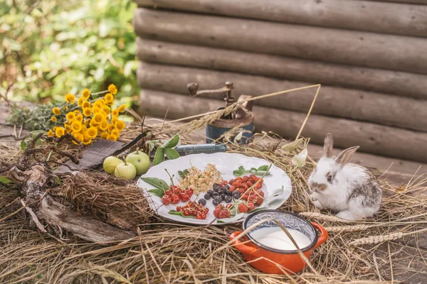 야생 딸기 우유와 녹색 사과와 토끼 — 스톡 사진