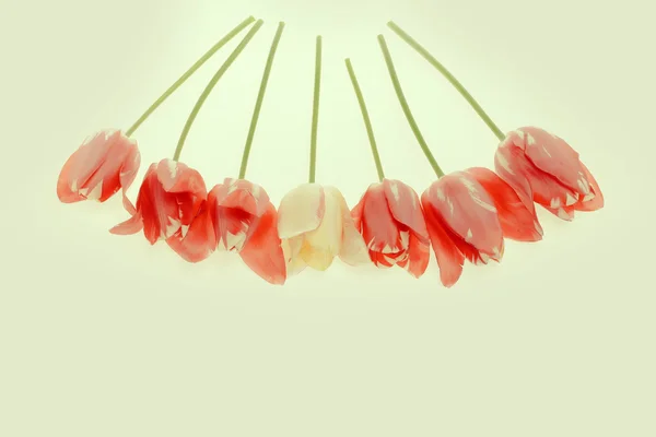 Красный тюльпан на белом фоне — стоковое фото
