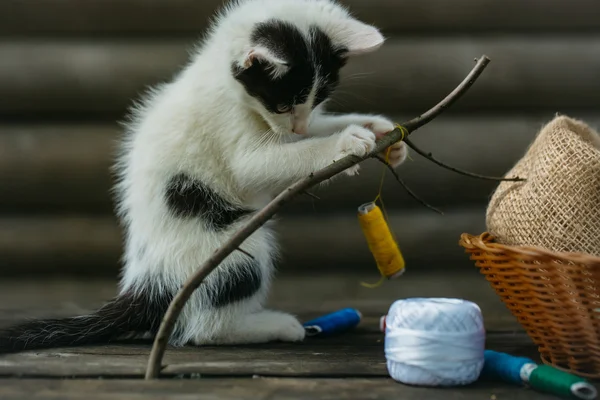 Liten kattunge leker med tråd på kvist — Stockfoto