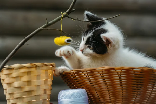 Gatito pequeño jugando con hilo en ramita —  Fotos de Stock
