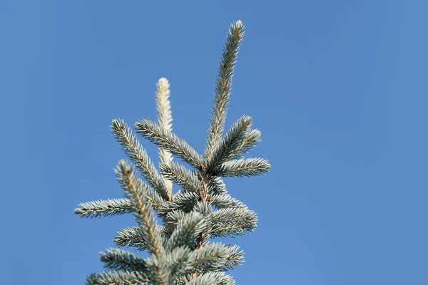 Fir tree top on blue sky — Stock Photo, Image
