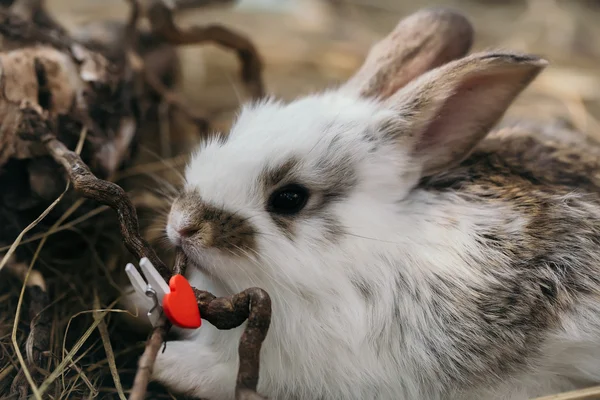 Niedliches Kaninchen mit Herz Wäscheklammer — Stockfoto