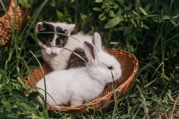 Hauskaninchen und Kätzchen — Stockfoto